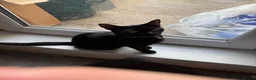 Domestic Shorthair cats for sale: Kittens and mama cat  in Chatham - Advert 2