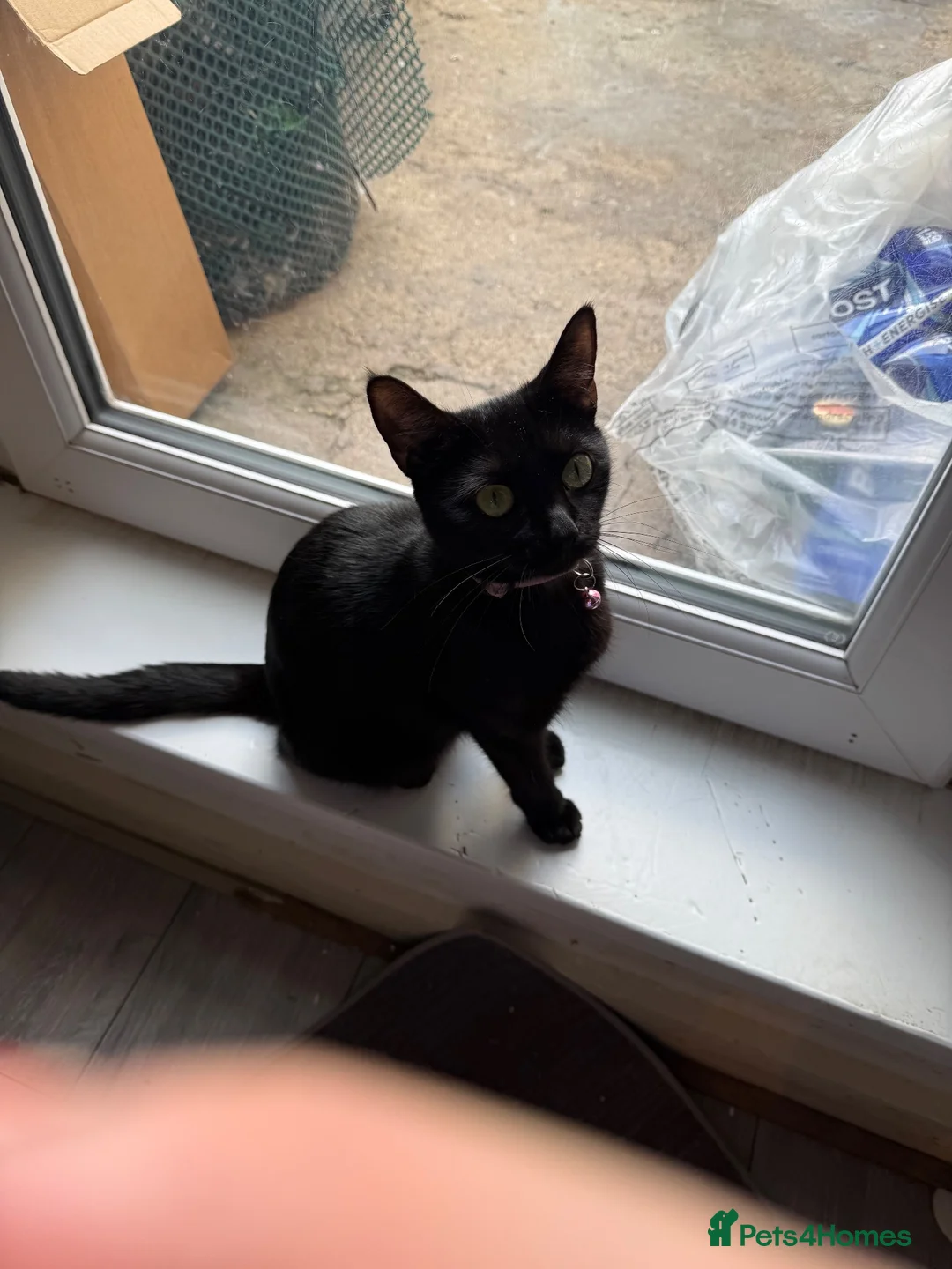 Domestic Shorthair cats for sale: Kittens and mama cat  in Chatham - Advert 2