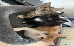 Mixed Breed cats for sale: AVAILABLE NOW kitten for sale - Image 3