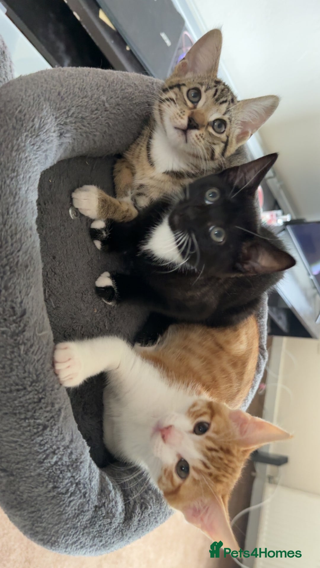 Mixed Breed cats for sale: AVAILABLE NOW kitten for sale - Image 3