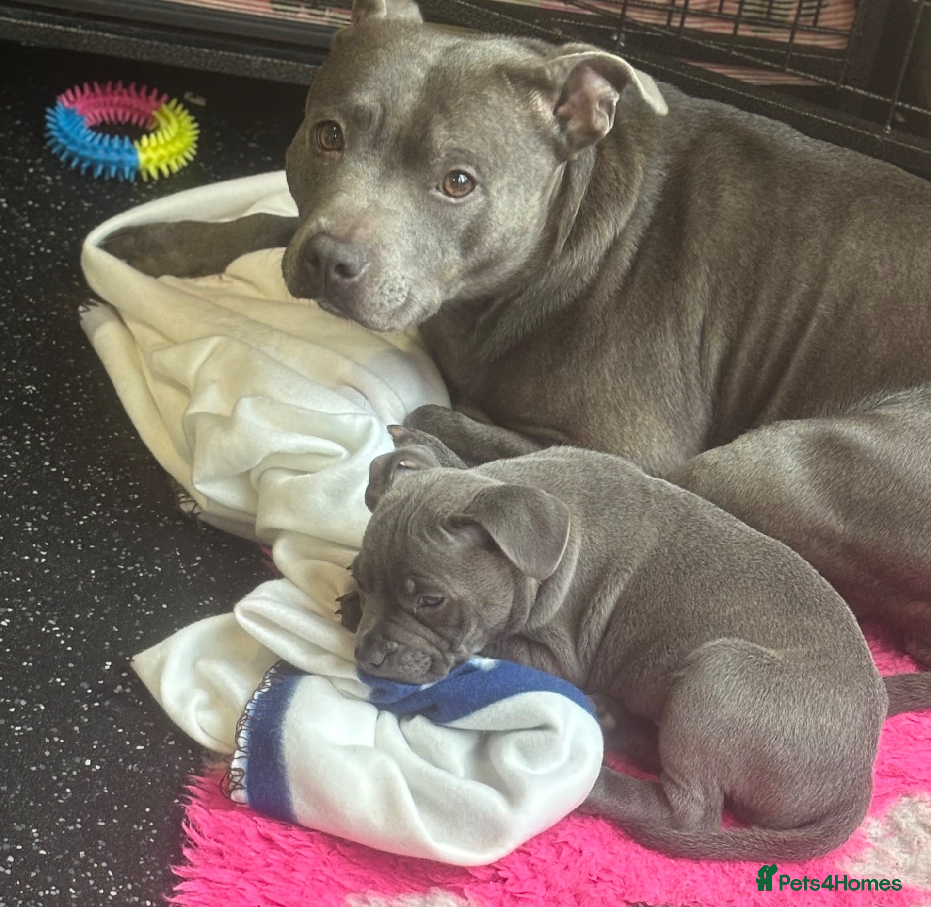 Staffordshire Bull Terrier dogs for sale: BEAUTIFUL BLUE STAFFY PUPPIES  - Advert 7