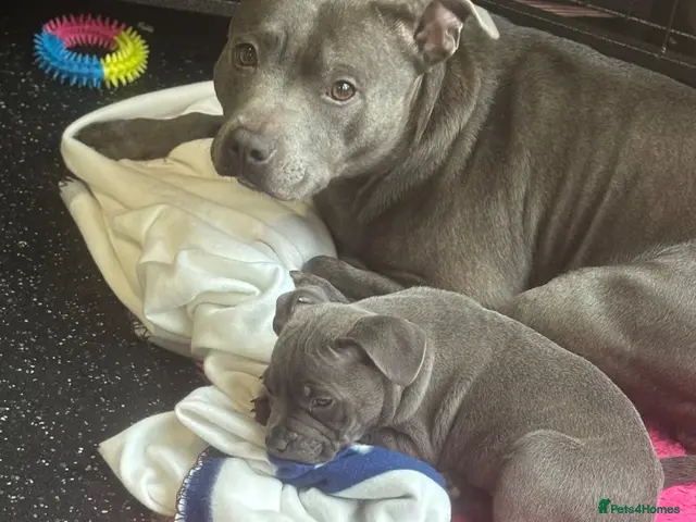 Staffordshire Bull Terrier dogs for sale: BEAUTIFUL BLUE STAFFY PUPPIES - Advert 7