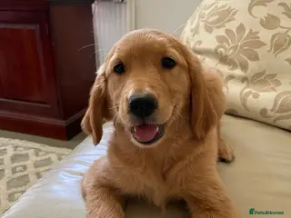 Golden Retriever dogs Health tested golden retrievers - Advert 1