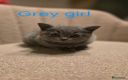 British Shorthair cats for sale: British shorthair kittens  - Image 15