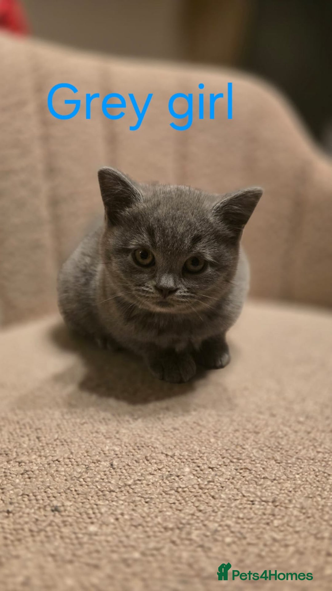 British Shorthair cats for sale: British shorthair kittens  - Image 15