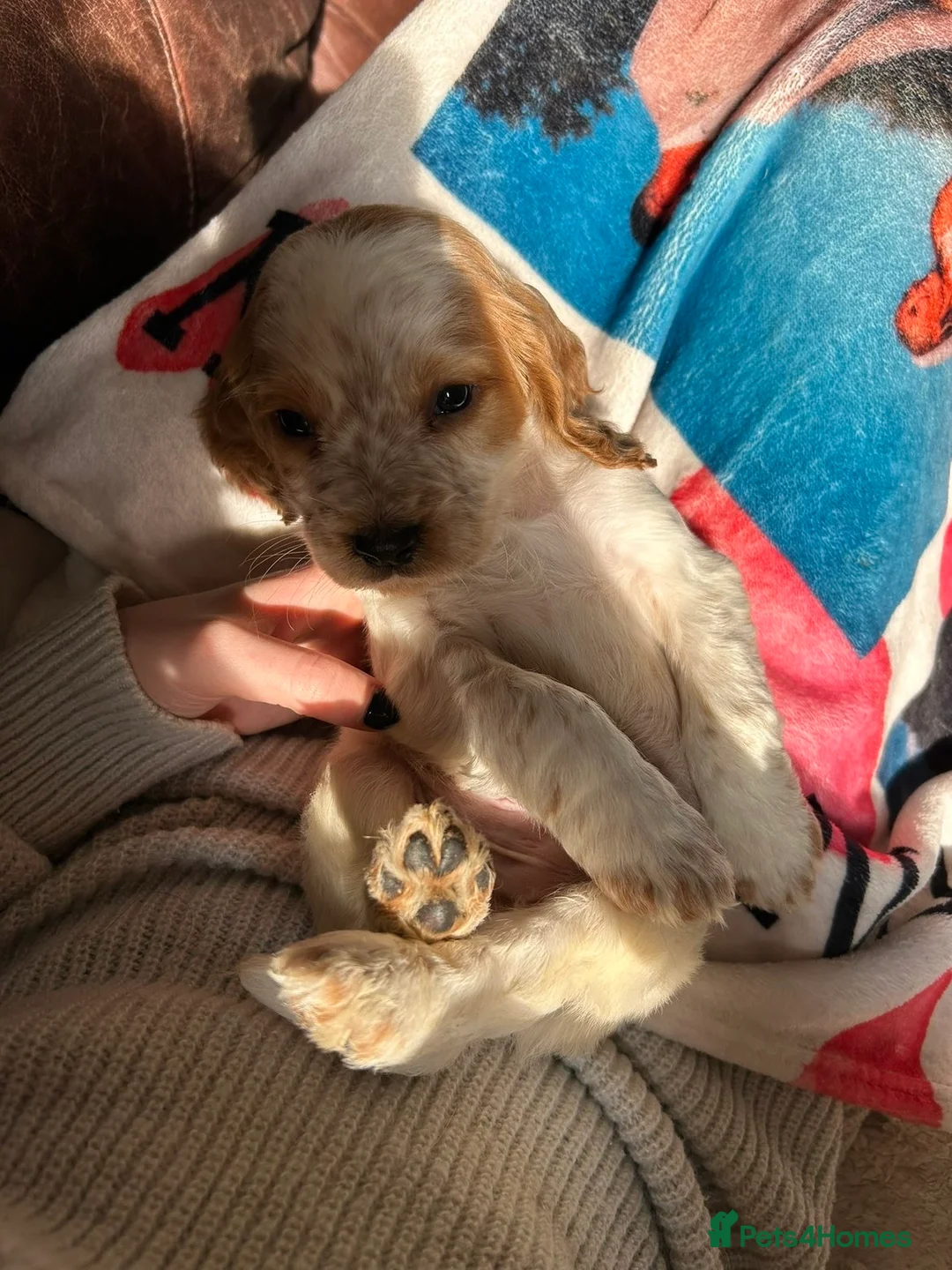 Sprocker dogs for sale: Sprocker Puppies  in Swadlincote - Advert 8