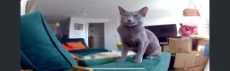 Russian Blue cats for sale: Russian Blue Kittens | TICA & GCCF | Stockport  in Stockport - Advert 2