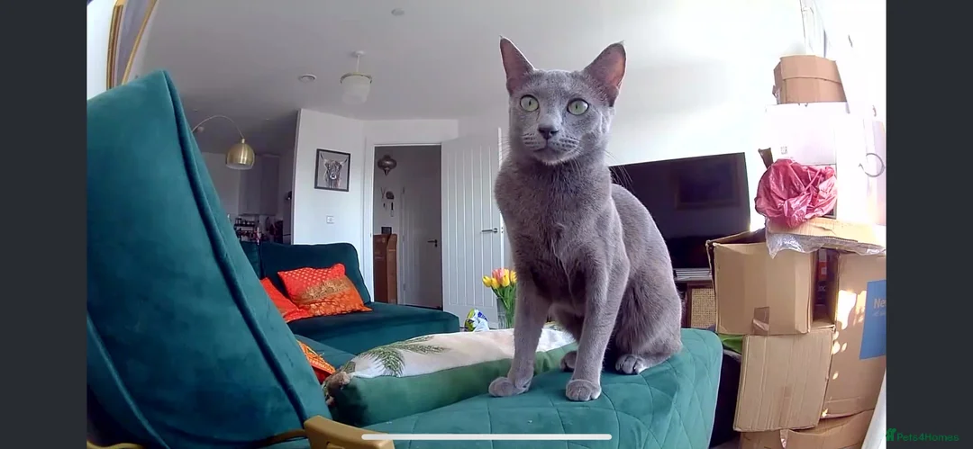 Russian Blue cats for sale: Russian Blue Kittens | TICA & GCCF | Stockport  in Stockport - Advert 2