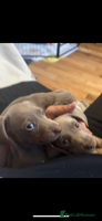 Miniature Dachshund dogs - Advert 3