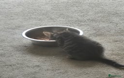 American Shorthair cats for sale: Caramel beautiful 2 year cat - Image 15