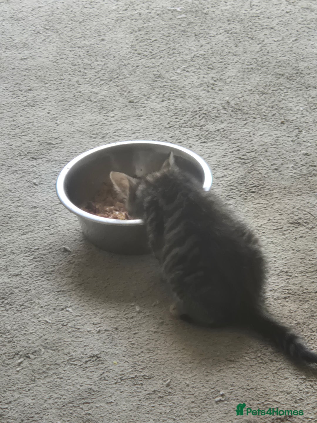 American Shorthair cats for sale: Caramel beautiful 2 year cat - Image 15