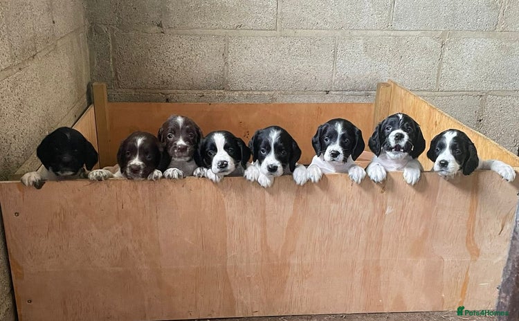 English Springer Spaniel dogs - Advert 1