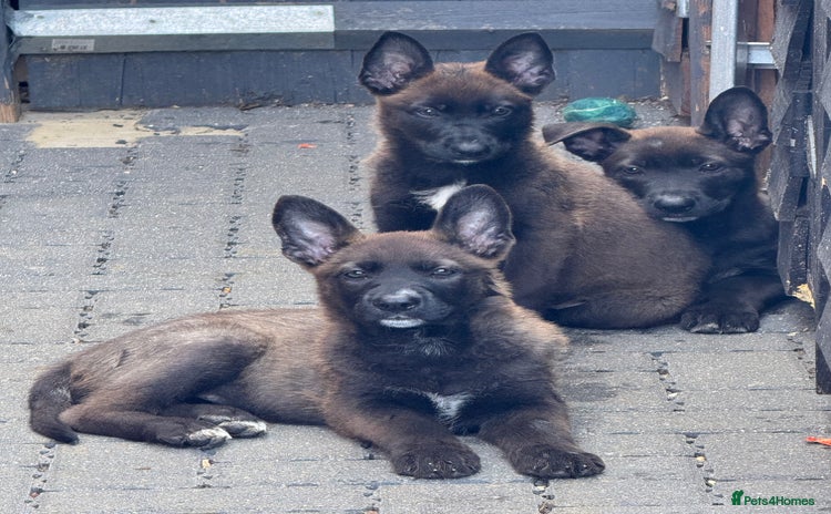 German Shepherd dogs - Advert 1