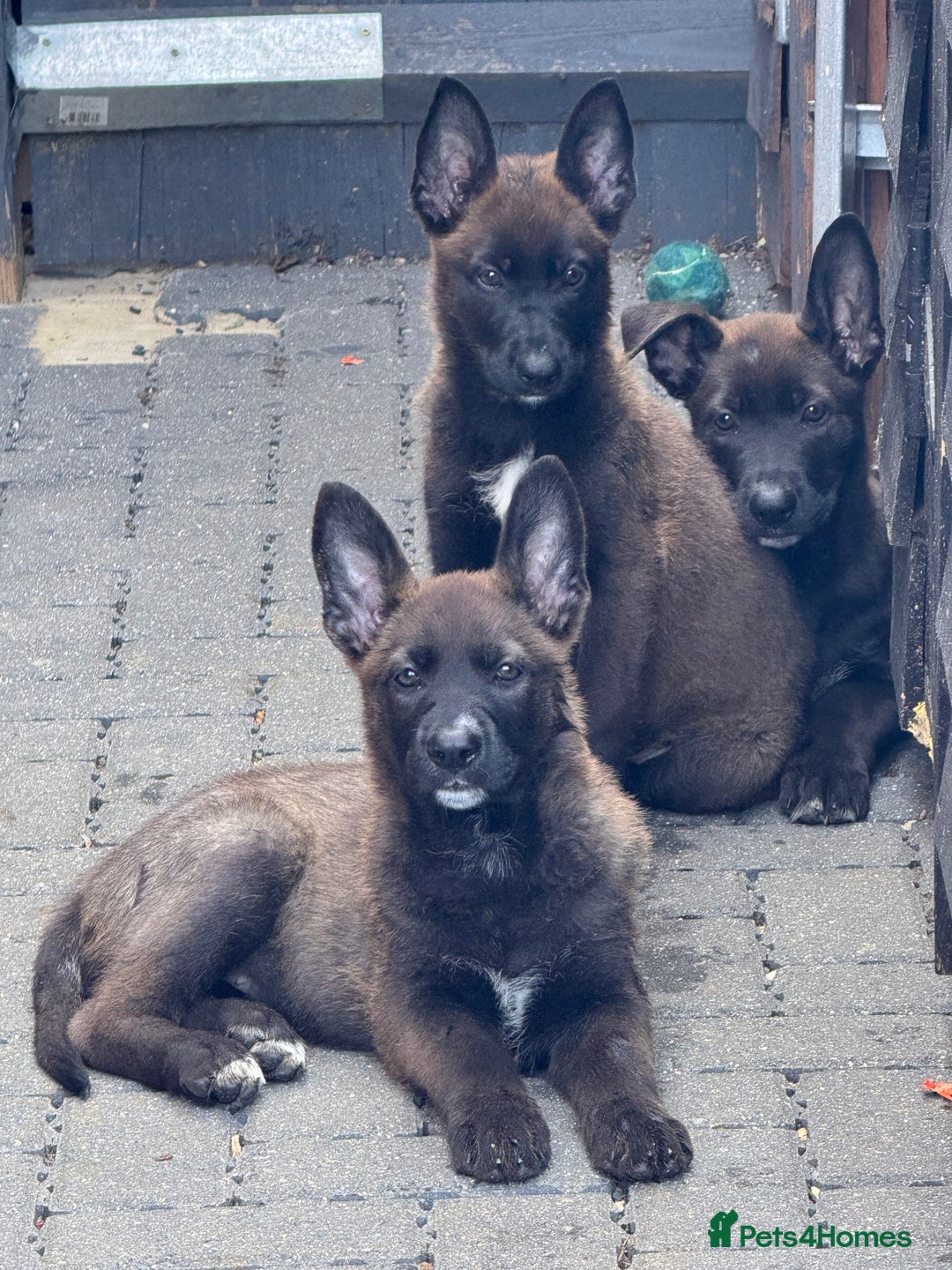 German Shepherd dogs for sale: German shepherd x - Image 1