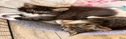 Mixed Breed cats for sale: 3 mixed breed kittens   in Brierley Hill - Advert 13