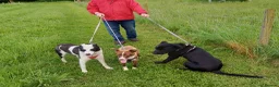 Mixed Breed dogs for sale: Meet SHEAMUS - a sensitive boy for a Loving Home🐾 in Wisbech - Advert 4