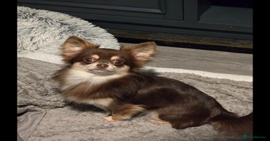 Chihuahua dogs Chihuahua puppies. - Advert 14