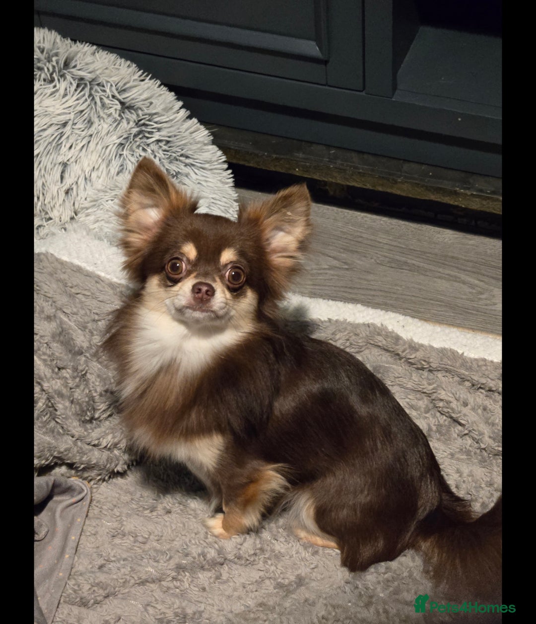 Chihuahua dogs for sale: Chihuahua puppies. - Advert 3