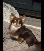 Chihuahua dogs Chihuahua puppies. - Advert 5