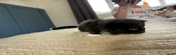 Mixed Breed cats for sale: Rag doll mix kittens bsh mixed kittens  - Advert 5