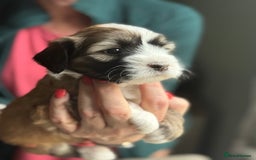 Tibetan Terrier dogs for sale: Gold Sable & White Tibetan Terrier Girl - Image 15