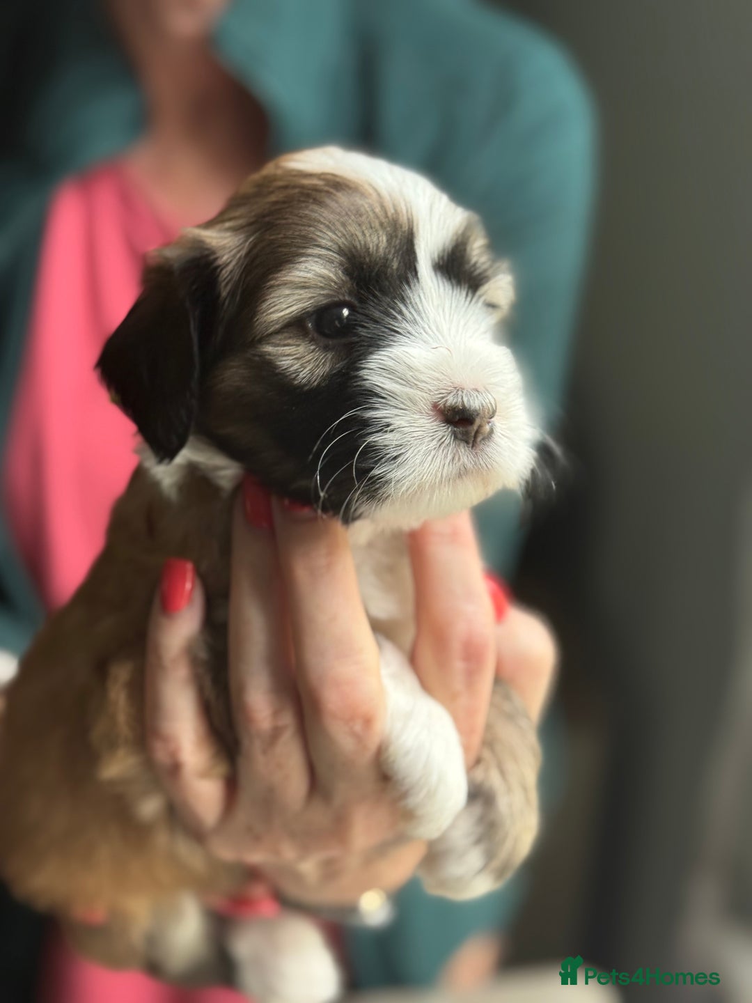 Tibetan Terrier dogs for sale: Gold Sable & White Tibetan Terrier Girl - Image 15