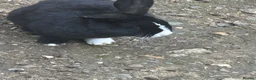 Dutch rabbits for sale: Free roaming Rabbits seek loving home - Advert 7