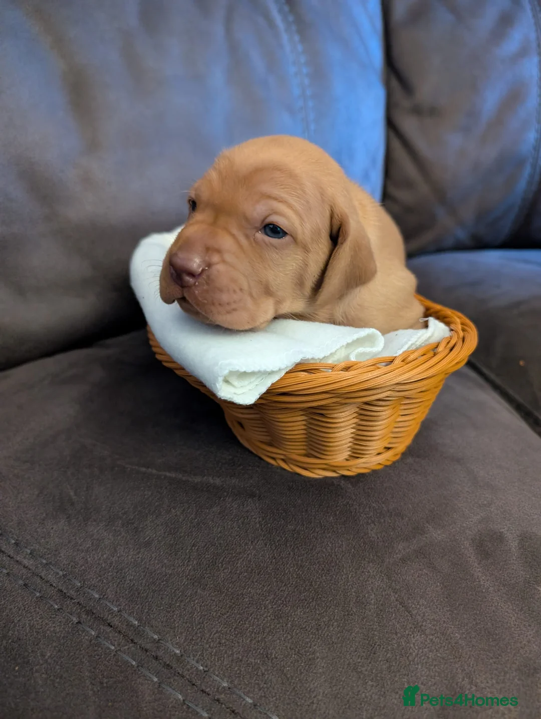Hungarian Vizsla dogs for sale: Beautiful KC Registered Hungarian Viszla Puppies - Advert 11