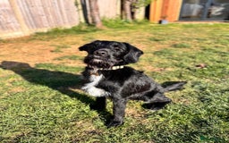 Labradoodle dogs for stud: F1b Miniature Labradoodle (Fully Health Tested) - Image 14