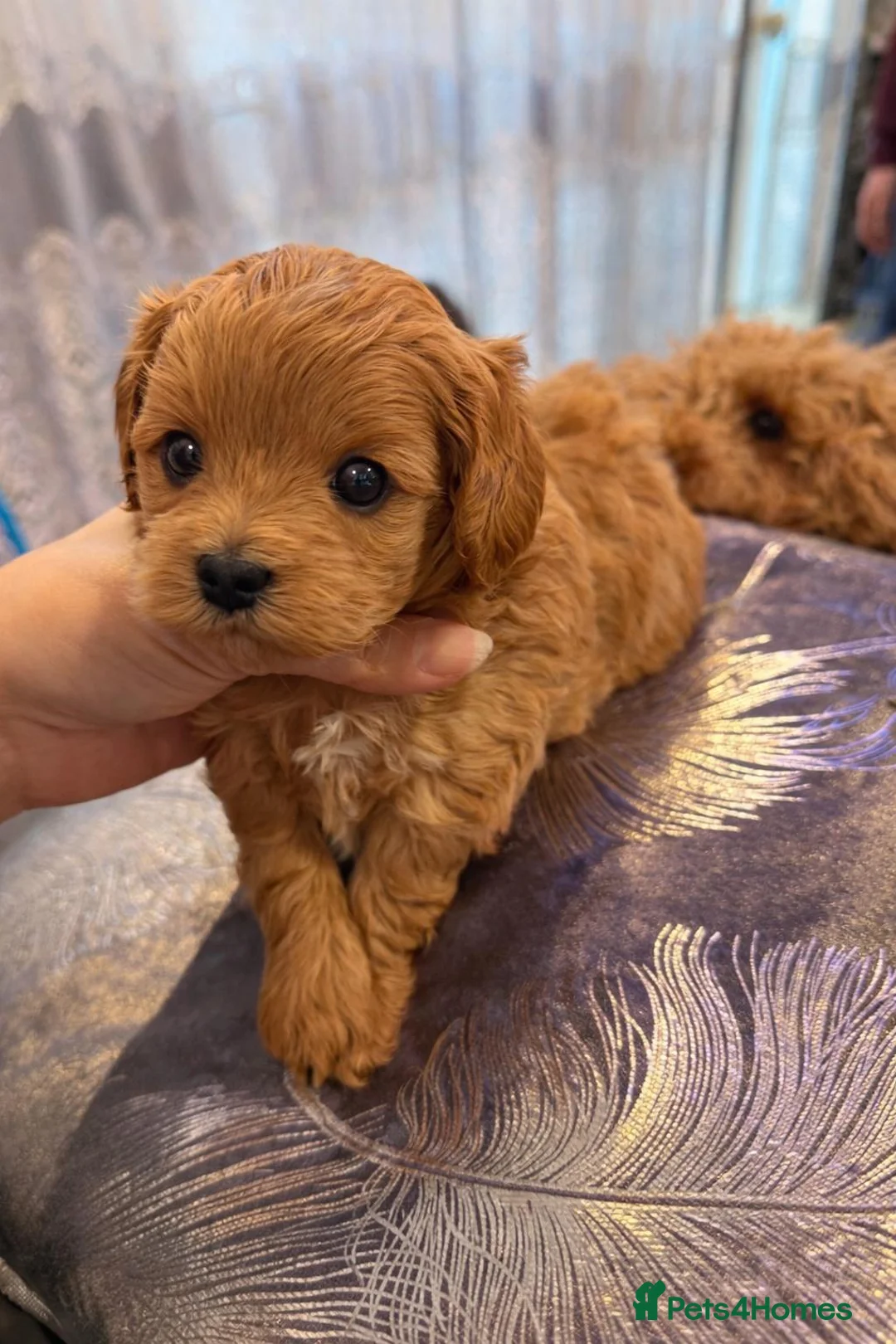 Maltipoo dogs for sale: Korean Maltipoo - Advert 2