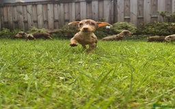 Dachshund dogs for sale: One boy one girl left  - Image 2