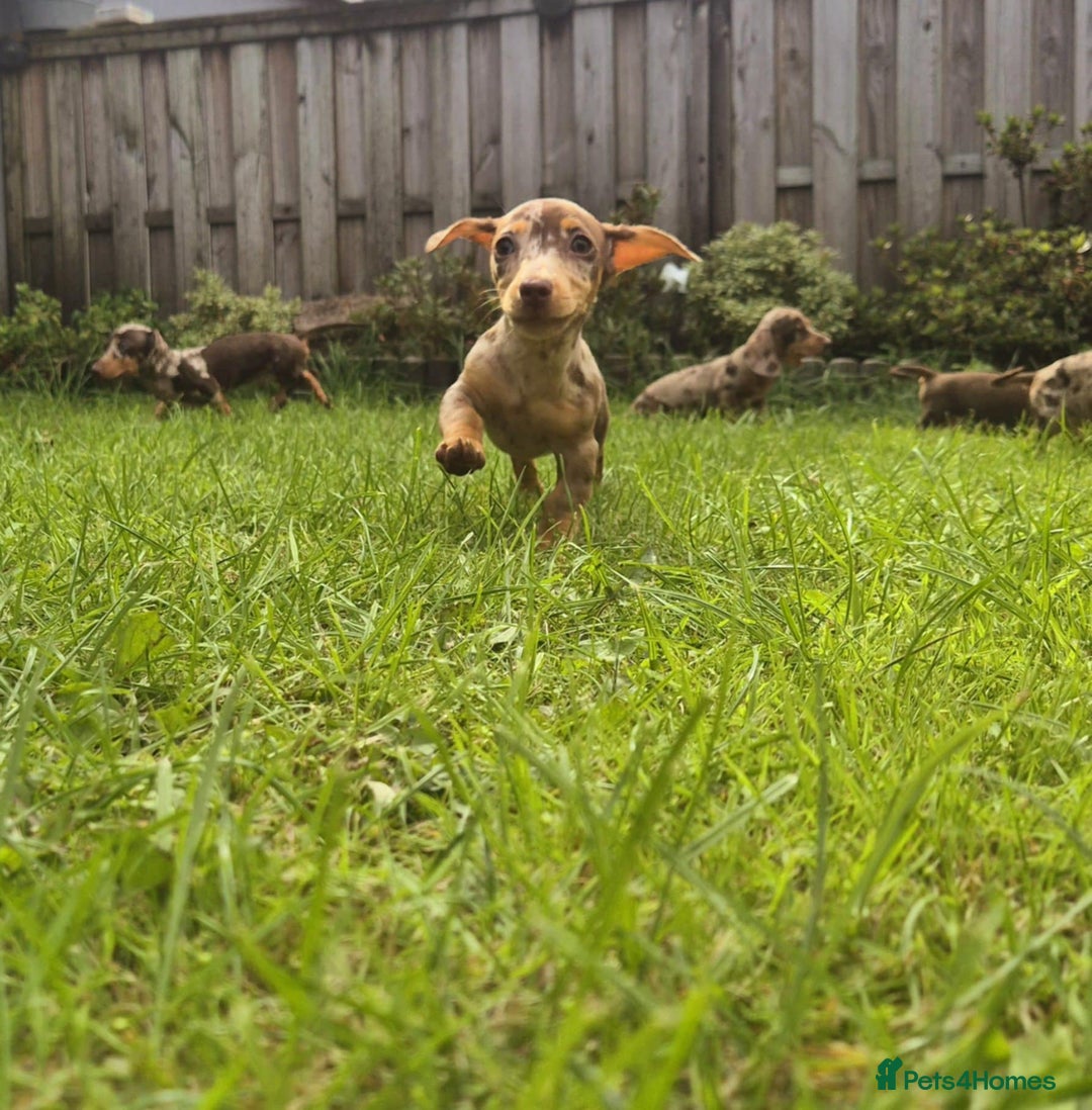 Dachshund dogs for sale: One boy one girl left  - Image 2