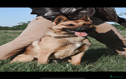 Mixed Breed dogs for sale: German shepherd x Belgian shepherd puppies - Image 4