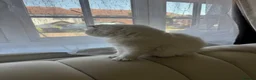 Scottish Fold cats for sale: Beautiful White Scottish Fold Female – Ready Now - Advert 2
