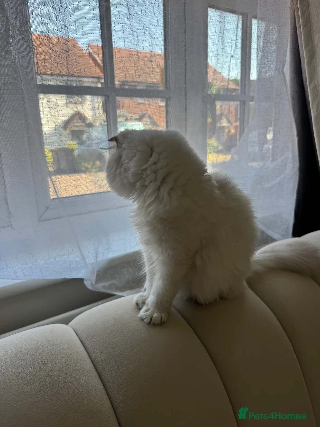 Scottish Fold cats for sale: Beautiful White Scottish Fold Female – Ready Now - Advert 2