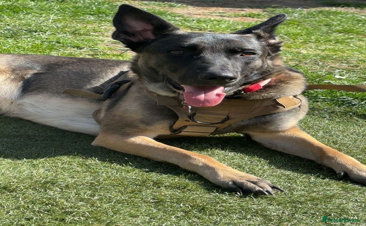 Belgian Shepherd Dog dogs  Belgian malinois  - Advert 4