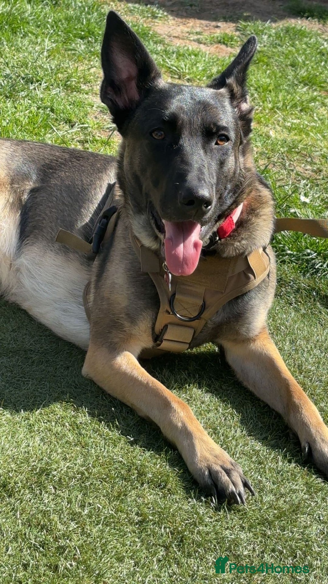 Belgian Shepherd Dog dogs for sale:  Belgian malinois  - Advert 1