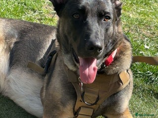 Belgian Shepherd Dog dogs Belgian malinois - Advert 7