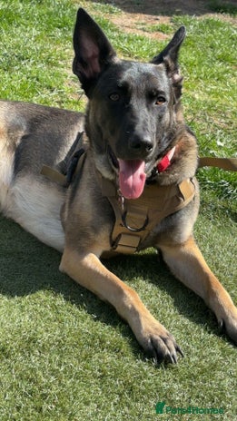 Belgian Shepherd Dog dogs Belgian malinois - Advert 2