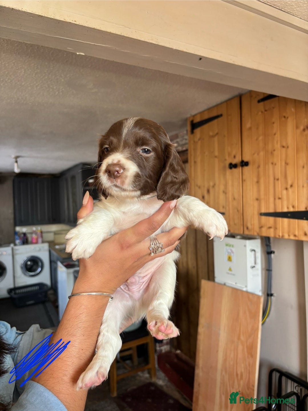 English Springer Spaniel dogs for sale: Springer Spaniel Puppy’s  - Image 4