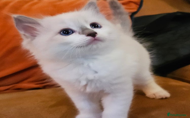 Ragdoll cats - Advert 4