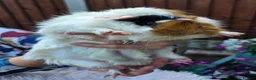 Guinea Pig rodents for sale: Girl & Neutered Boy Bonded Guinea Pigs - Advert 8