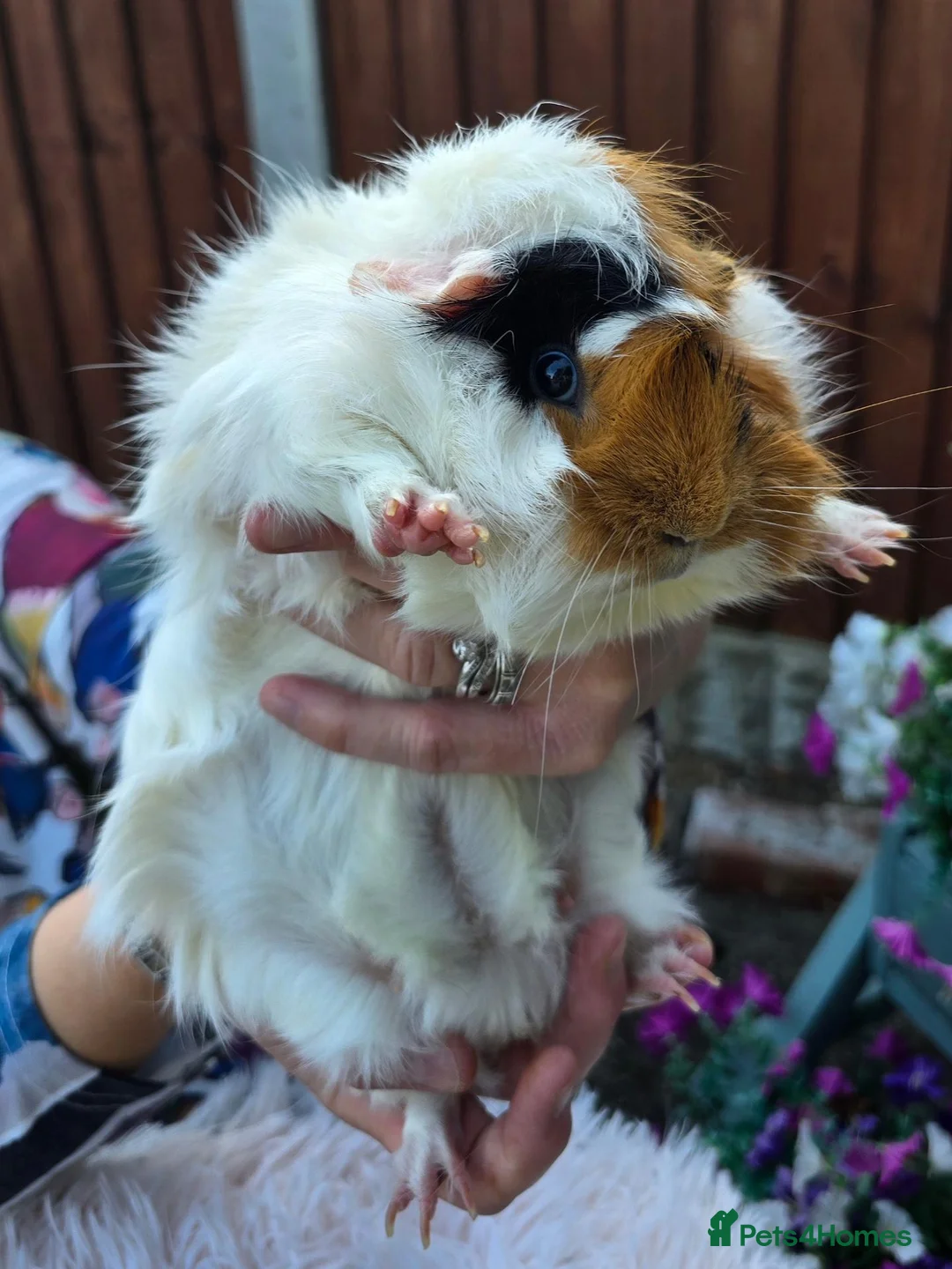 Guinea Pig rodents for sale: Girl & Neutered Boy Bonded Guinea Pigs - Advert 8