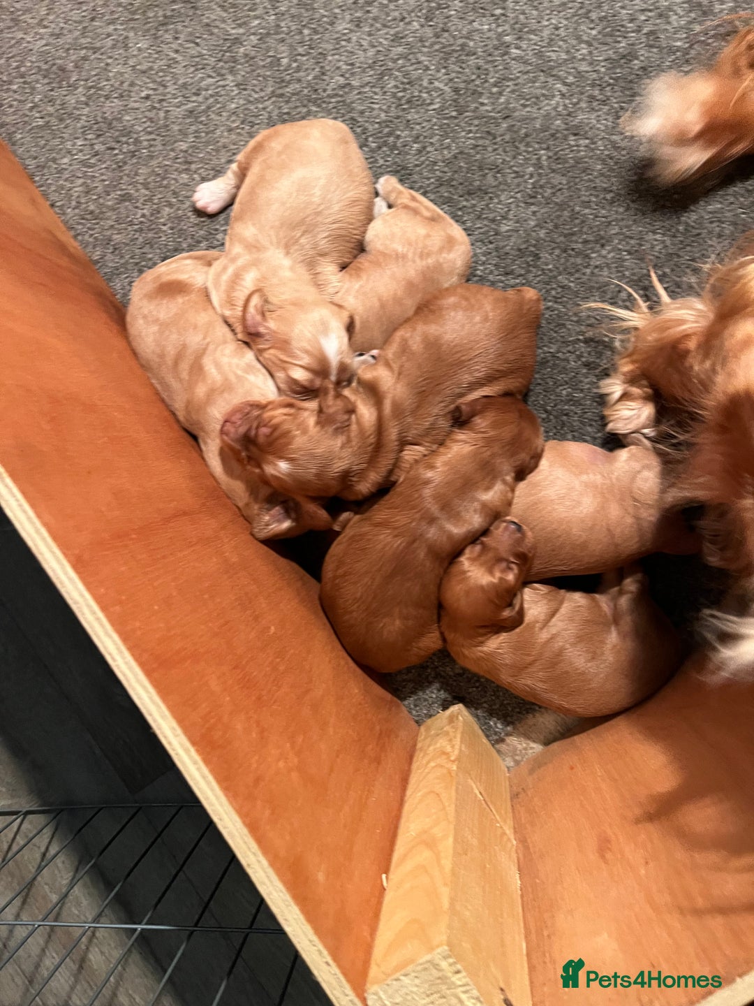 Cockapoo dogs for sale: 7 beautiful cockapoos  - Image 7