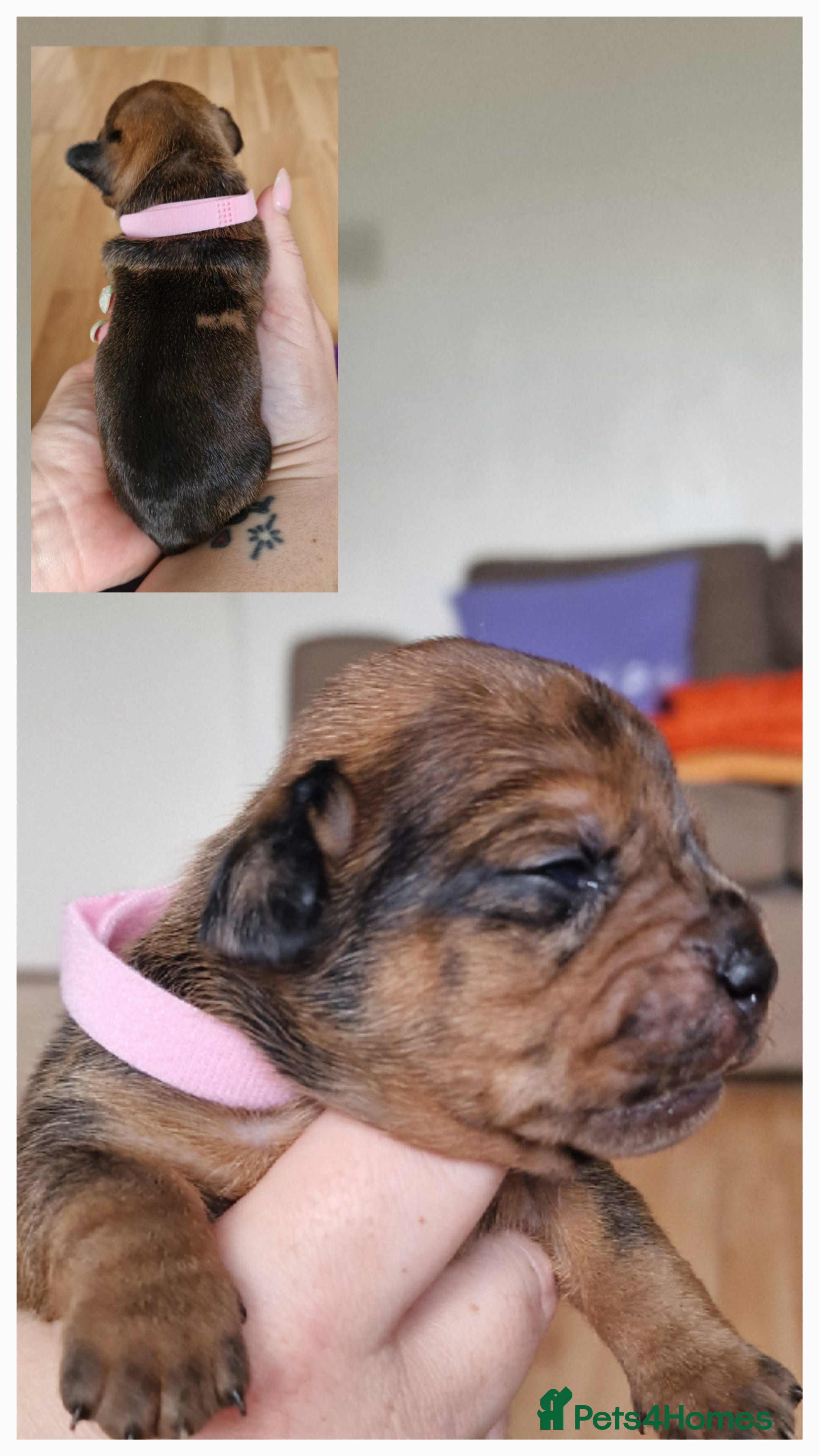 Mixed Breed dogs for sale: French Bulldog x Miniature Dachshund Puppies - Advert 14
