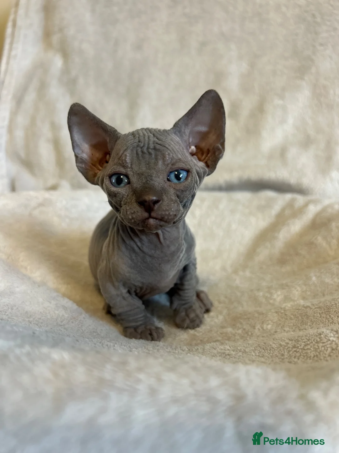 Sphynx cats for sale: Short Leg Munckin Sphinx Kittens(BullyCat) - Advert 2