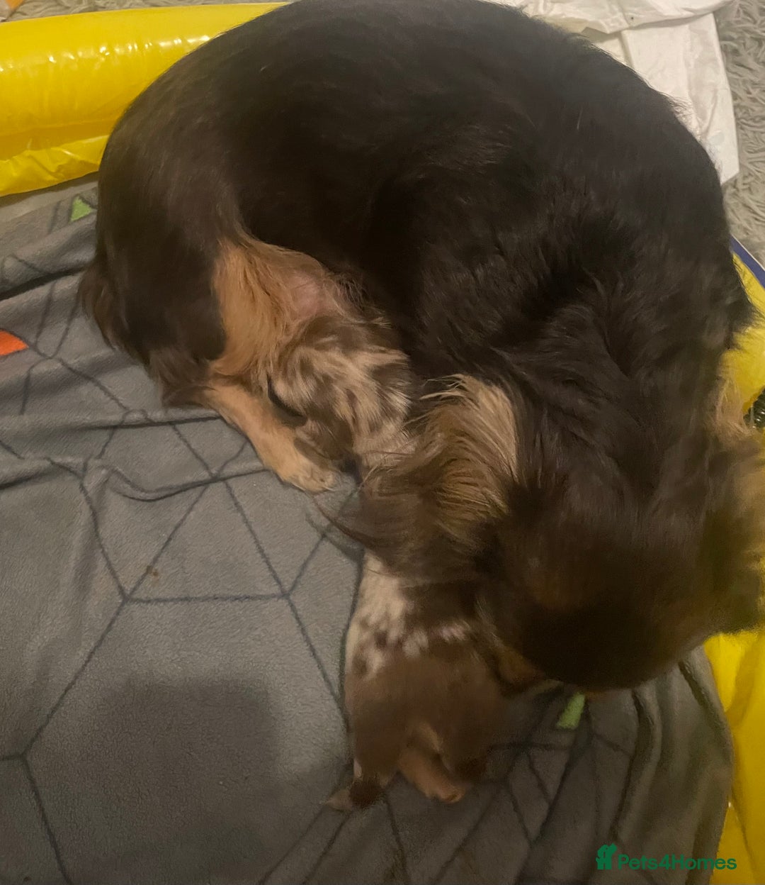 Miniature Dachshund dogs for sale: Kc reg choclate & tan dapple male dachshund  - Image 10