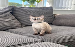 Bengal cats for sale: Stunning full pedigree bengal kittens  - Image 36