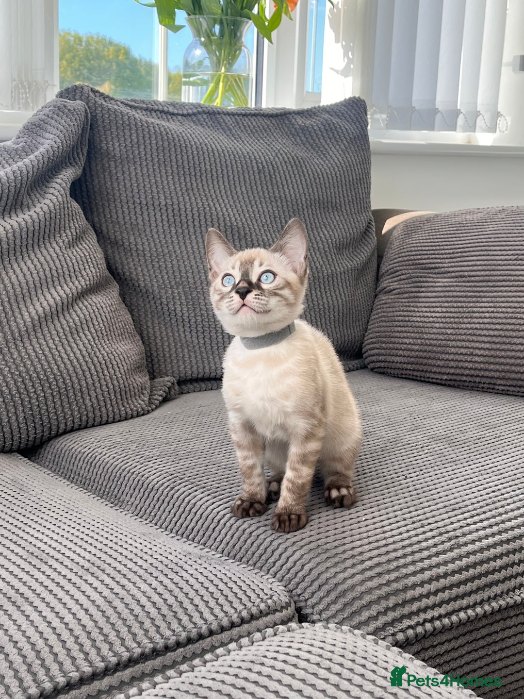 Bengal cats for sale: Stunning full pedigree bengal kittens  - Image 36