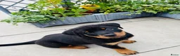 Rottweiler dogs for sale: Pedigree Rottweiler puppies for sale - Advert 3